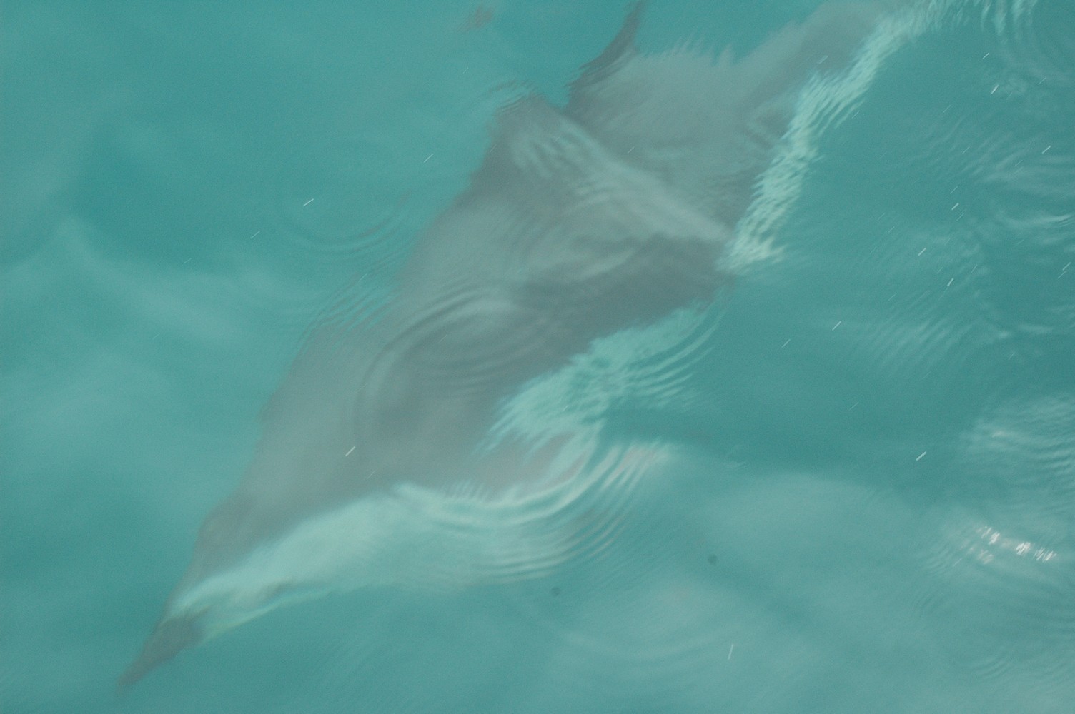 184   30 01   Kaikoura